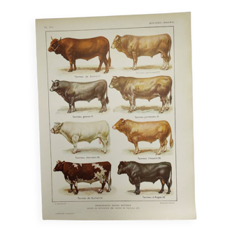 Original engraving from 1922 - Bull and Cattle - Ancient breed educational board