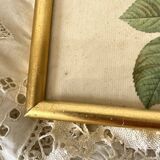 Framed pink botanical board