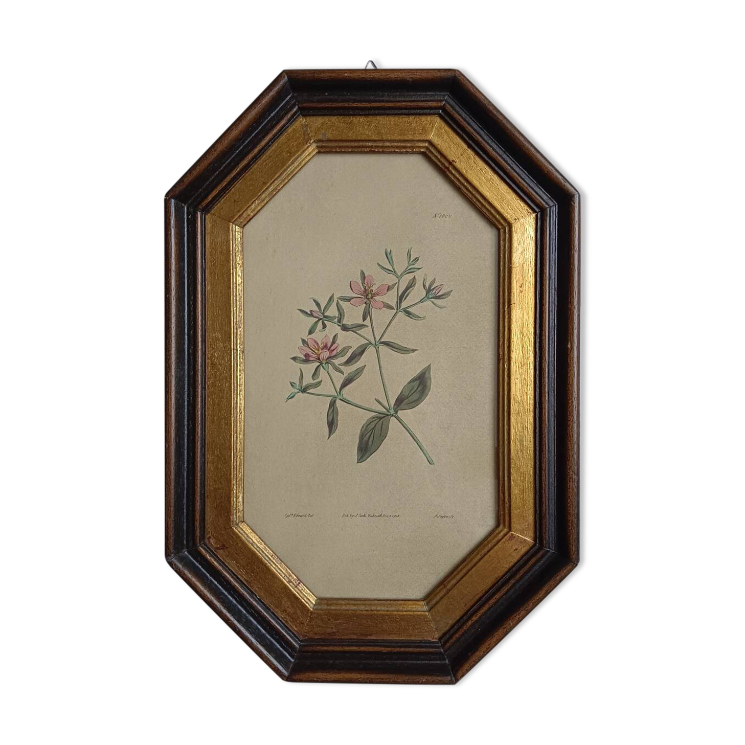 Old octagonal frame lithograph flower plant