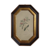 Ancienne lithographie de fleur, cadre octogonal