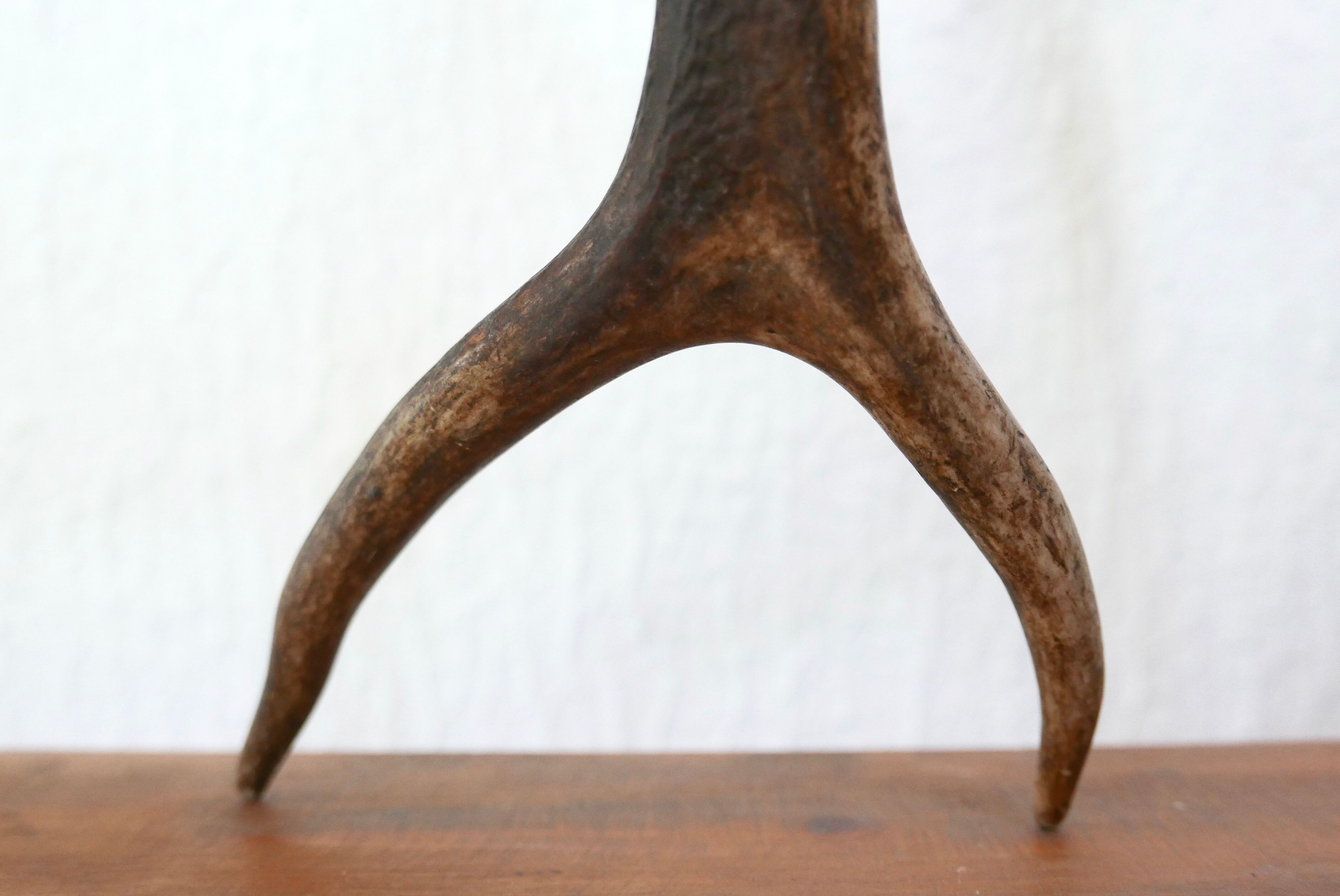 Pair of deer antlers, 70s