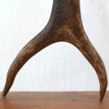 Pair of deer antlers, 70s
