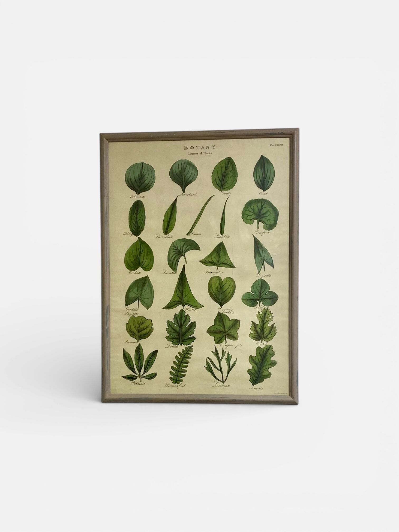 Large shabby chic botanical frame – Vintage poster leaves