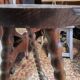 Tripod stool