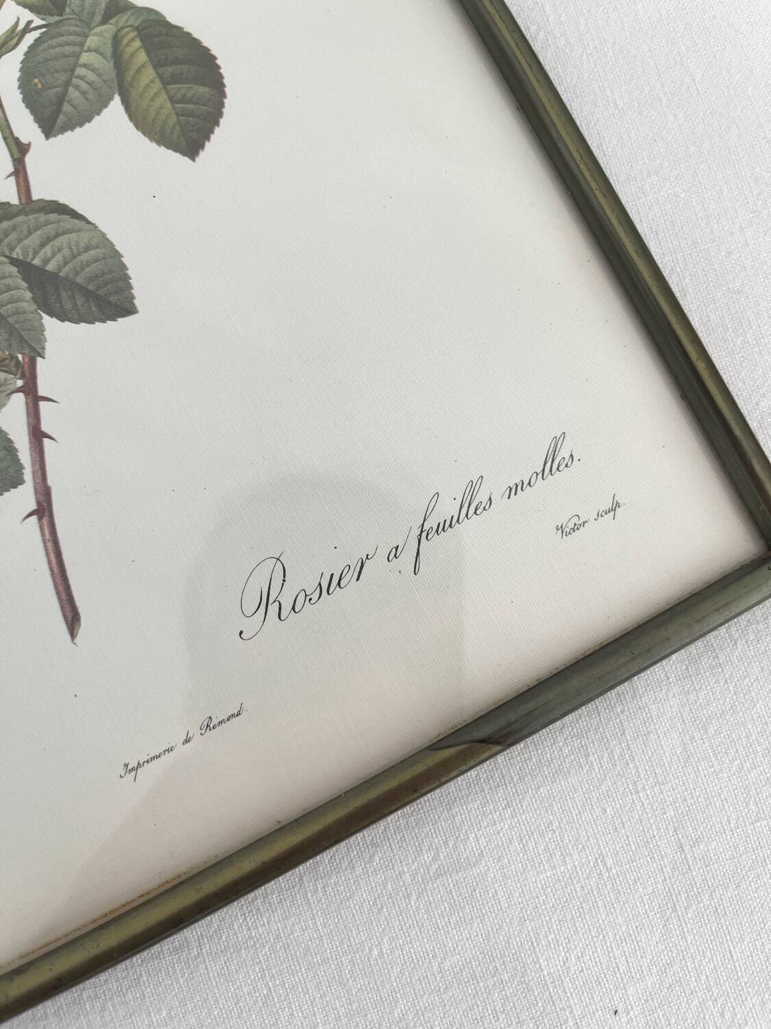 Rose Lithographs by Pierre Joseph Redouté vintage botanical posters