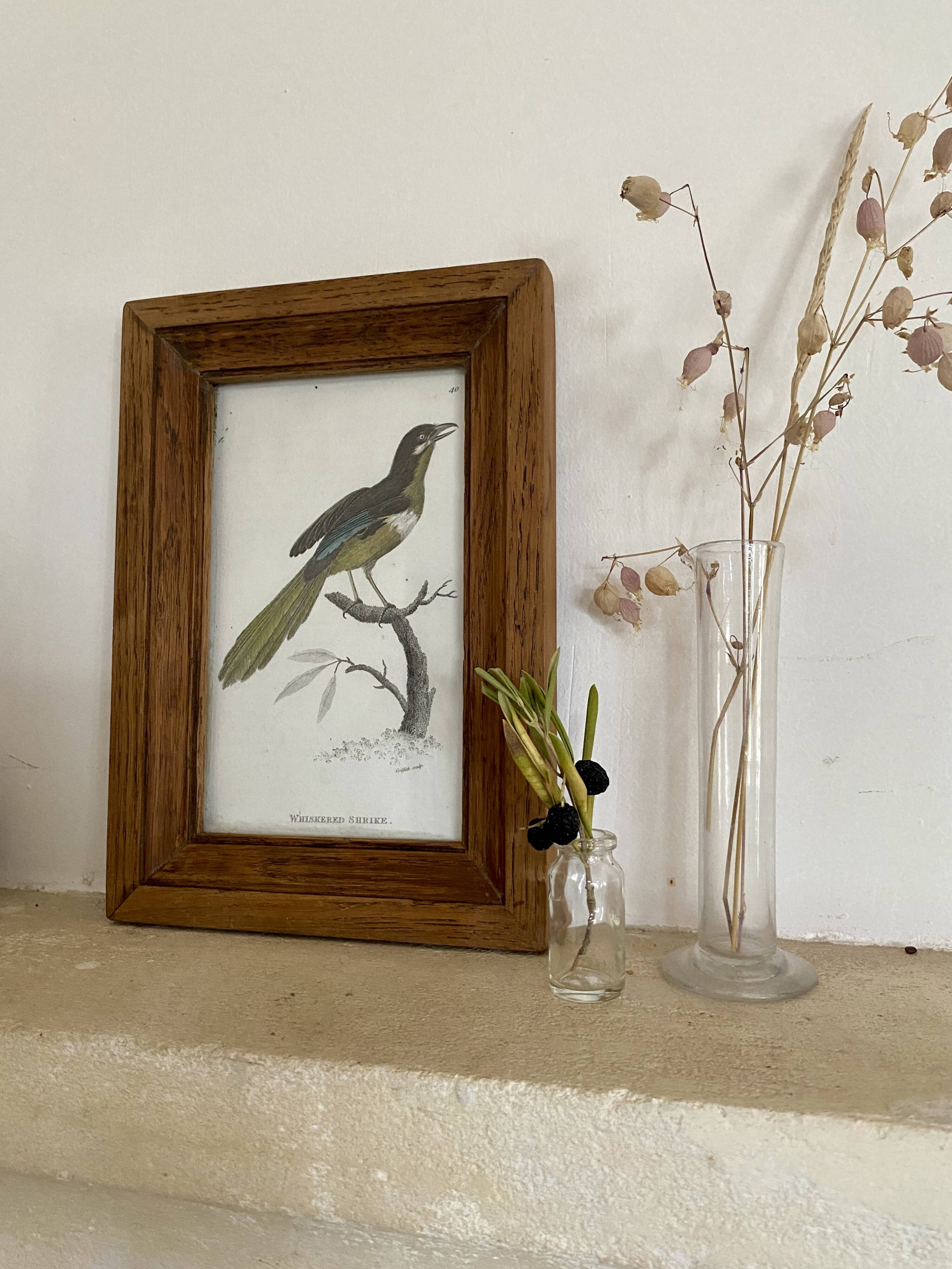 Gravure 19e, cadre bois vitré