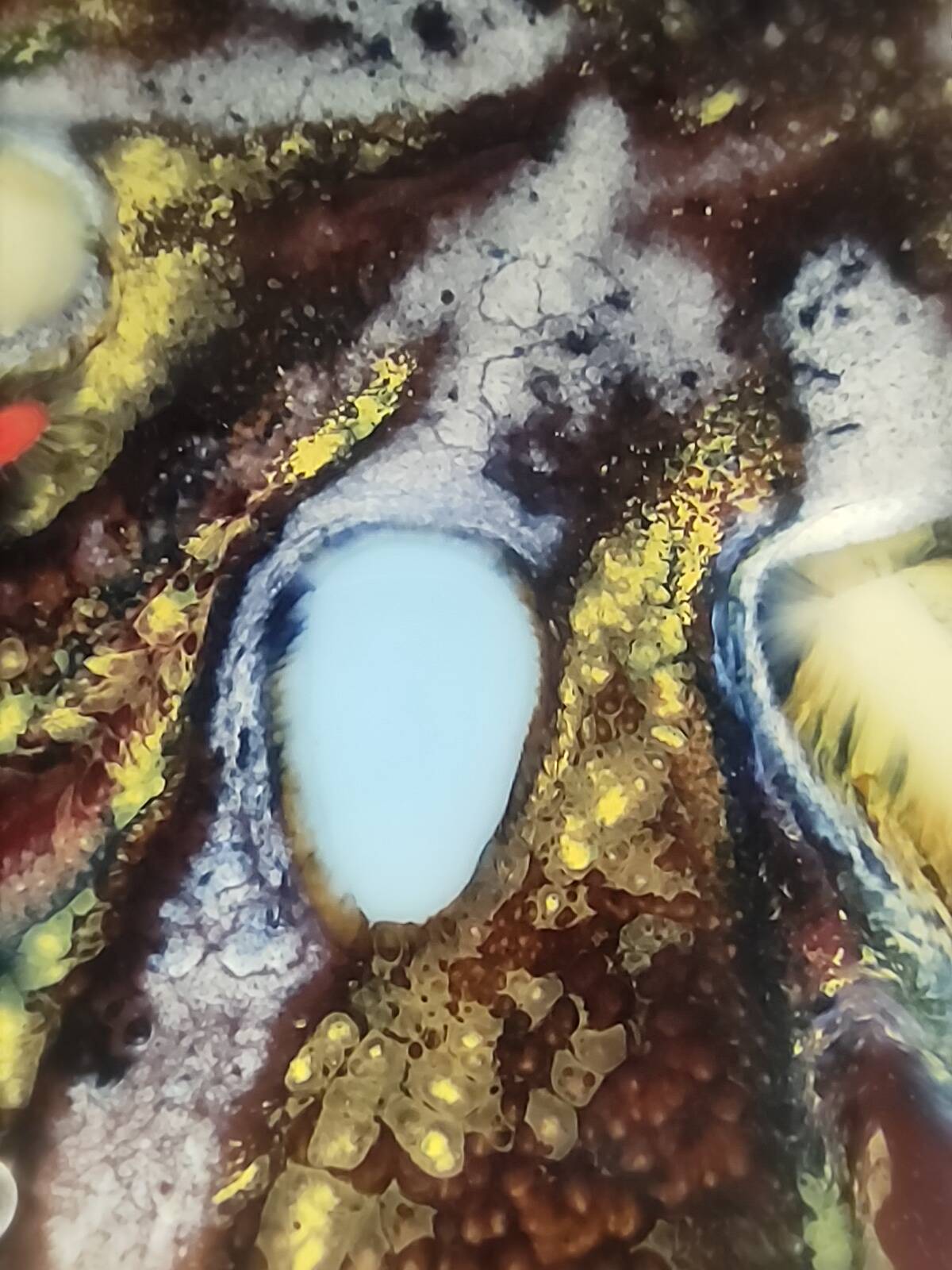 Pair of Lacquered Copper Vide-Poche / Decorative Plates