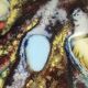 Pair of Lacquered Copper Vide-Poche / Decorative Plates