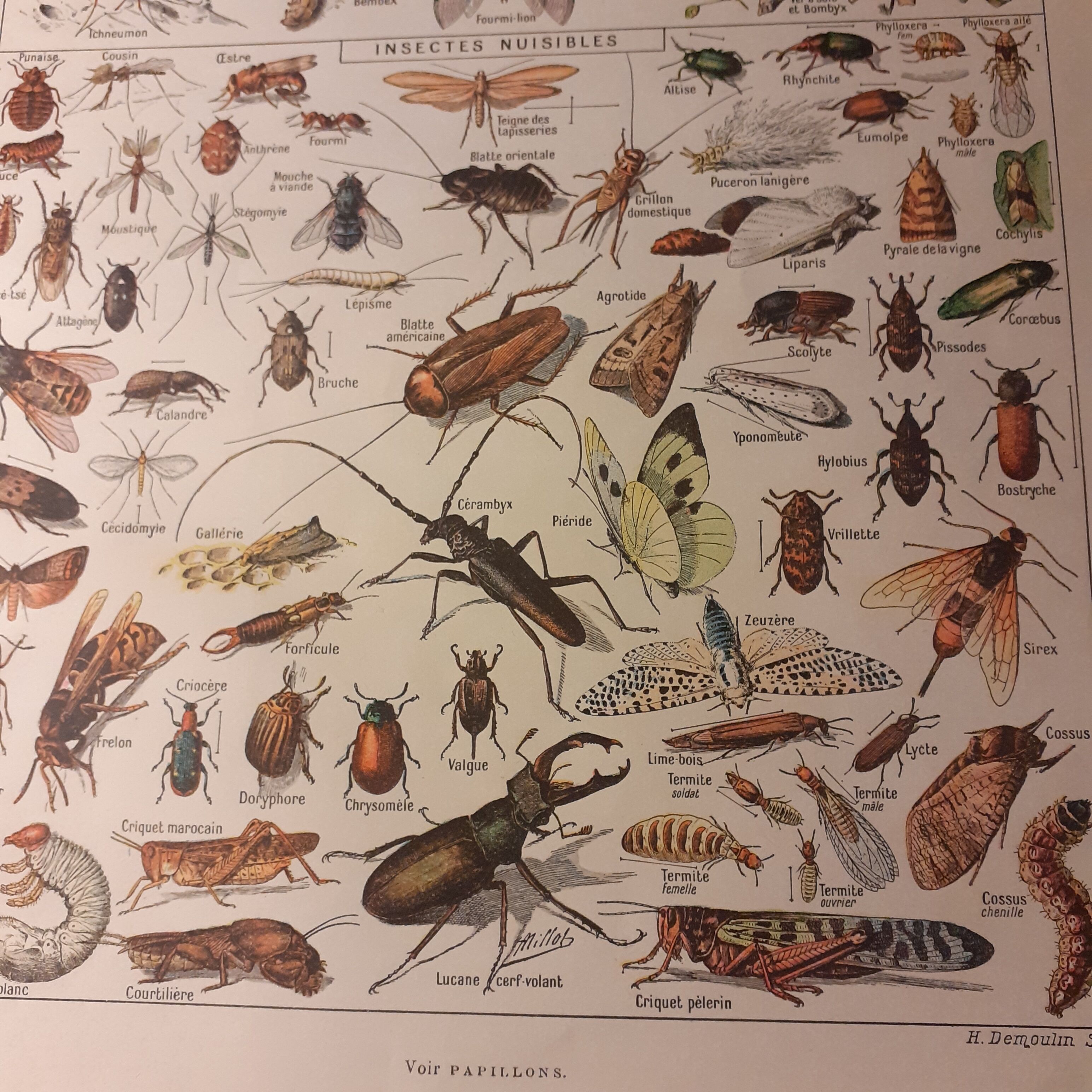 Lithographie sur les insectes de 1922