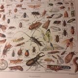 Lithographie sur les insectes de 1922