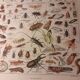 Lithographie sur les insectes de 1922