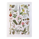Poster about dangerous plants "poppy", based on a 1920 lithograph