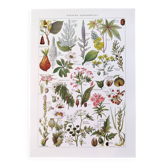 Poster about dangerous plants "poppy", based on a 1920 lithograph