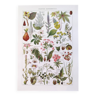 Poster about dangerous plants "poppy", based on a 1920 lithograph