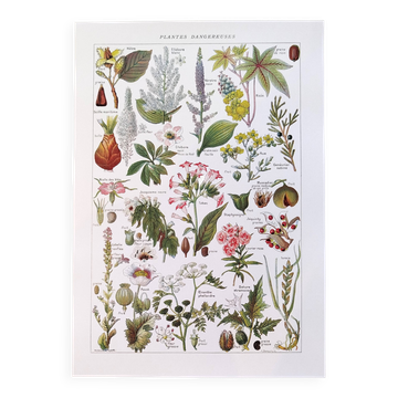 Affiche sur les plantes dangereuses "pavot", d'après une lithographie de 1920