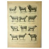 Antique engraving - 1921 by A. Richard - Sheep - Vintage farm plate