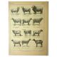 Antique engraving - 1921 by A. Richard - Sheep - Vintage farm plate