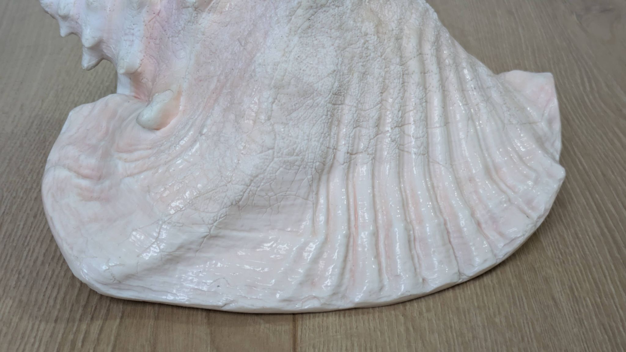Heavy Marine Shell "Lambi" (Strombus Gigas) - Pink Interior - 1.37 kg