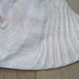 Heavy Marine Shell "Lambi" (Strombus Gigas) - Pink Interior - 1.37 kg