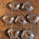 7 vintage shell-shaped bowls in Pyrex glass from France
