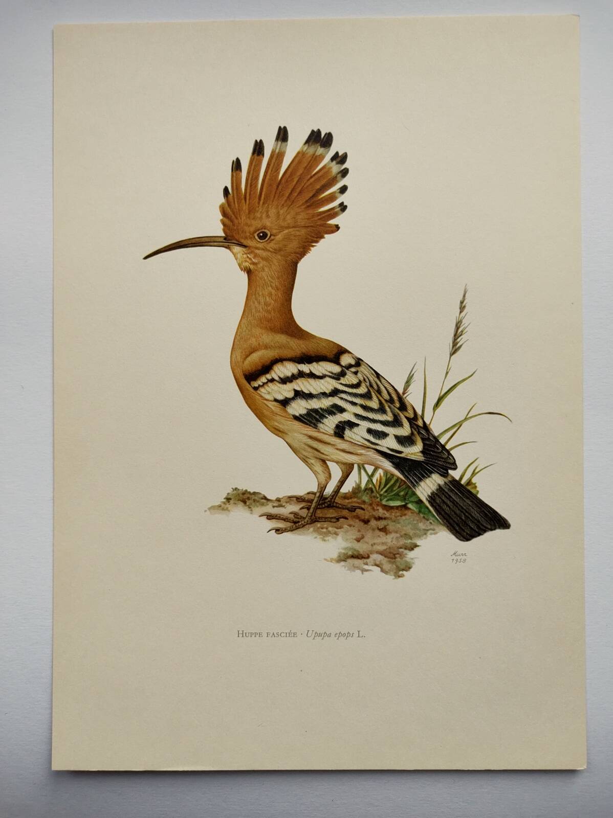 Bird board from the 60s - Hoopoe - Vintage zoological and ornithological illustration