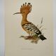 Bird board from the 60s - Hoopoe - Vintage zoological and ornithological illustration