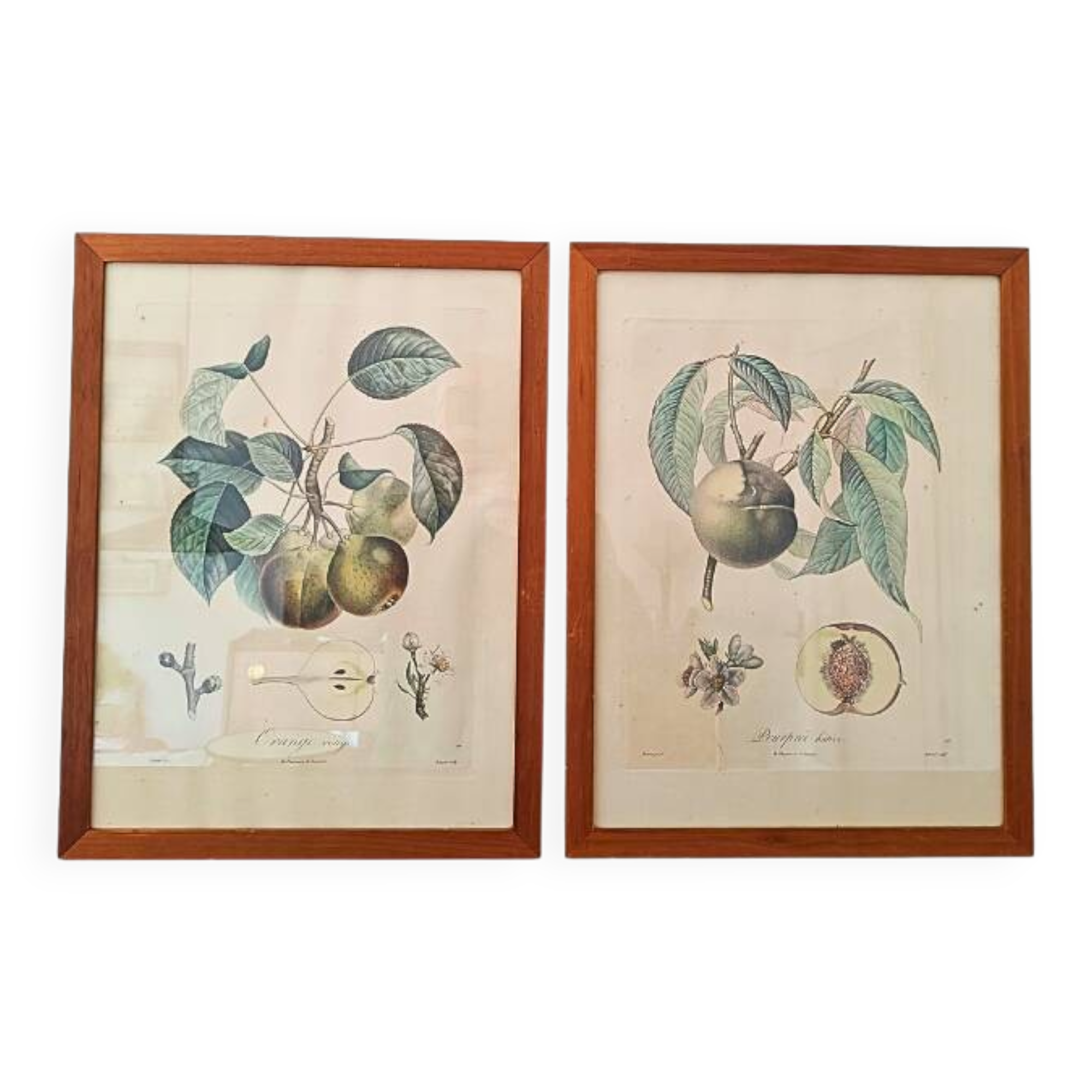 Pair of Botanical Plates 1905 – Peach & Pear – Poiteau