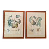 Pair of Botanical Plates 1905 – Peach & Pear – Poiteau