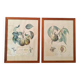Pair of Botanical Plates 1905 – Peach & Pear – Poiteau