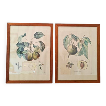 Pair of Botanical Plates 1905 – Peach & Pear – Poiteau