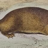 Planche zoologique originale " putois - furet - loutre - blaireau " buffon 1840