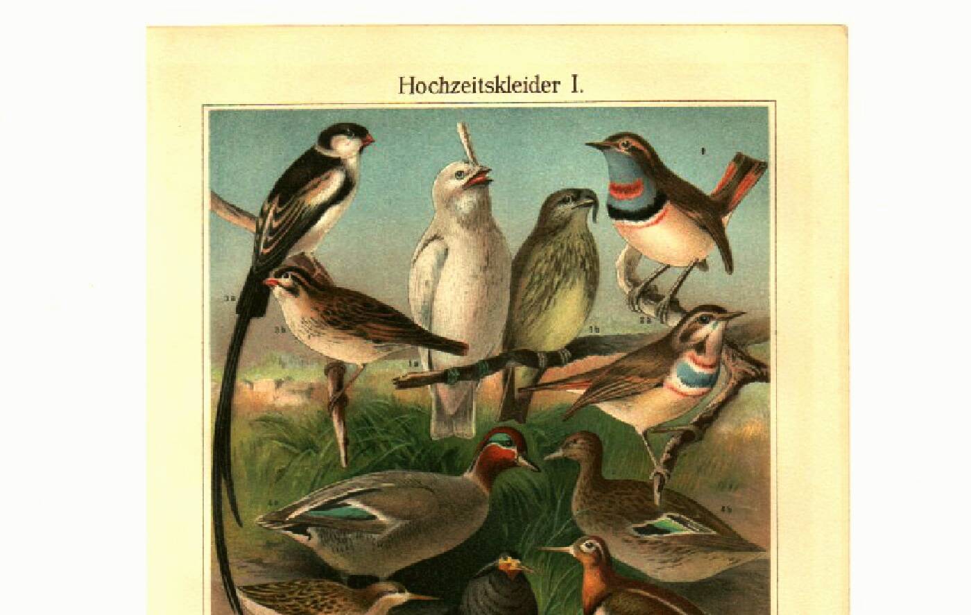 Old engraving from 1904 - Birds in breeding plumage - illustration