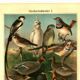 Old engraving from 1904 - Birds in breeding plumage - illustration