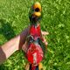 Pichet Duck Vallauris