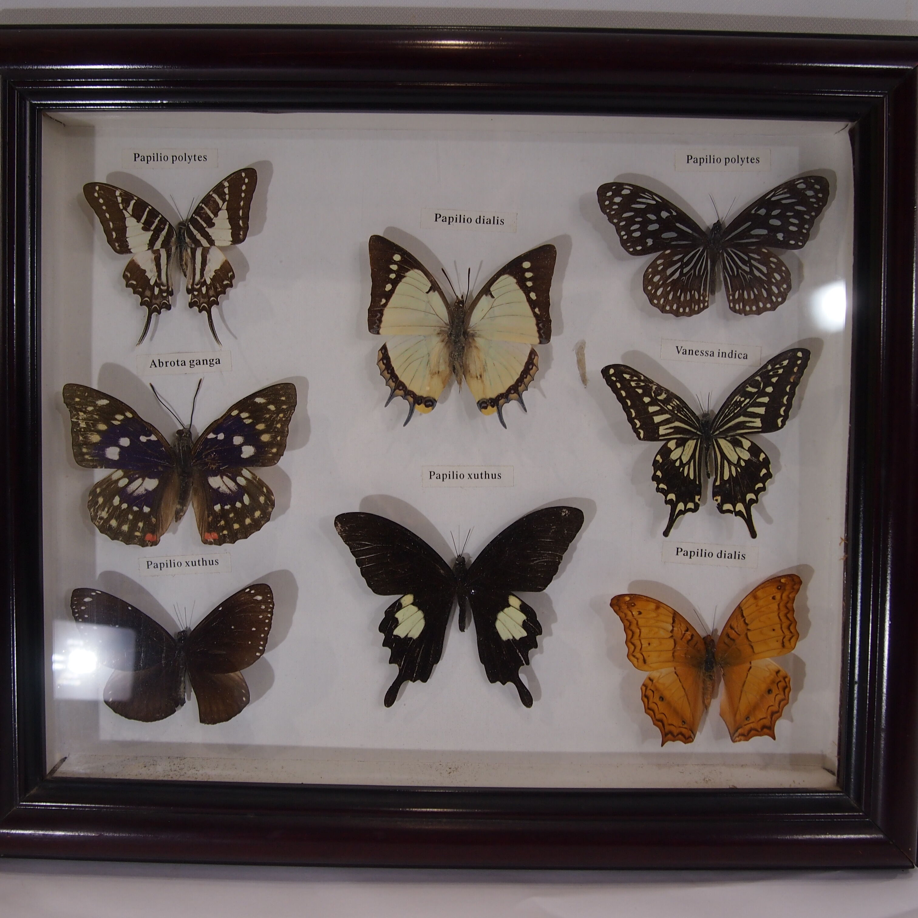 Naturalized butterfly frame, vintage
