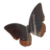 Butterflies frame