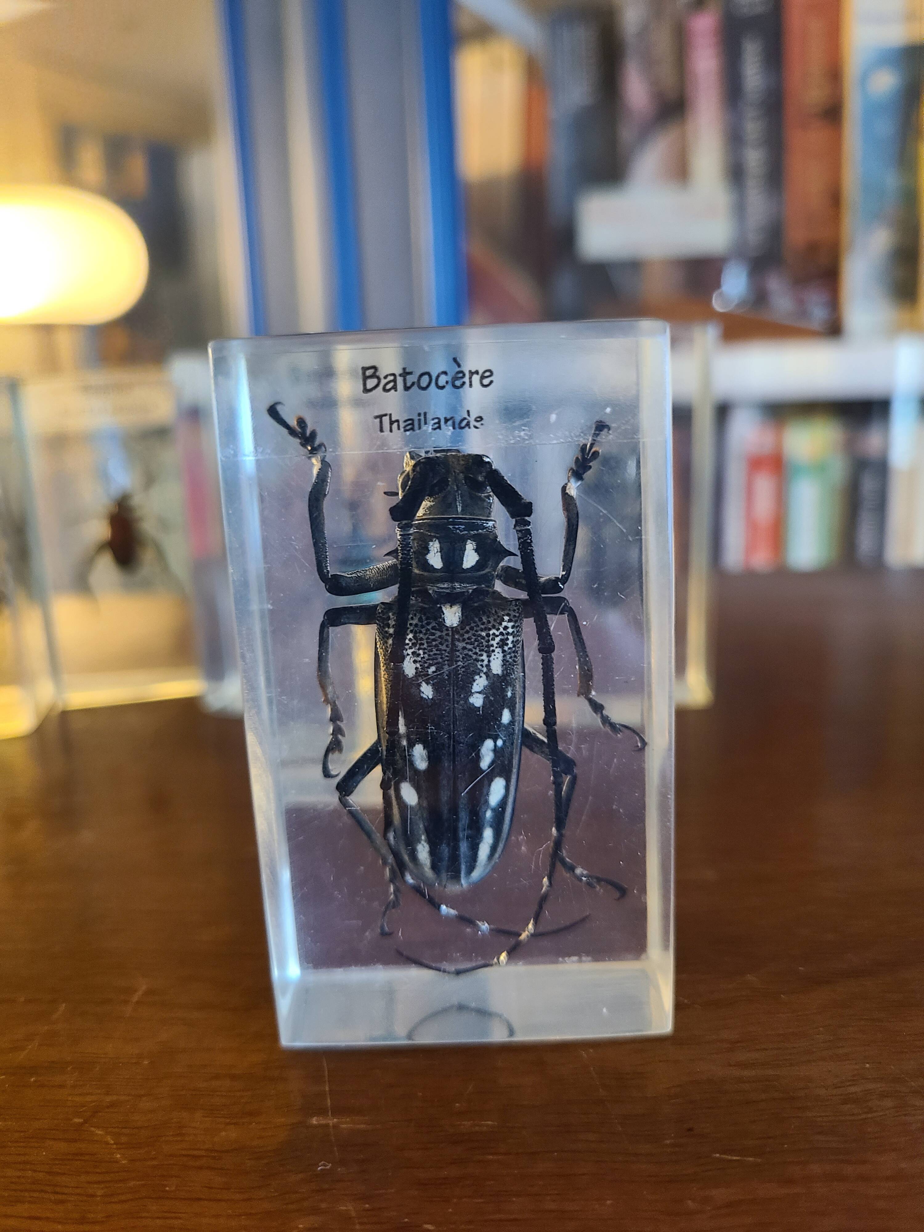 Insects under vintage resin