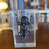 Insects under vintage resin