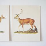 Bestiary plates from the Natural History Museum The deer