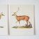 Bestiary plates from the Natural History Museum The deer
