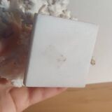 Antique white coral adorned with pink seashells