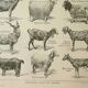 Old engraving 1922 M. Dessertenne - Goats, main breeds, caprines,