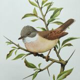 Old bird board 1960s - Gray Warbler - Zoological and ornithological illustration