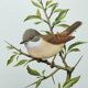 Old bird board 1960s - Gray Warbler - Zoological and ornithological illustration