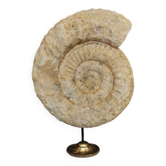 Cabinet de Curiosités ammonite 26 cm soclée
