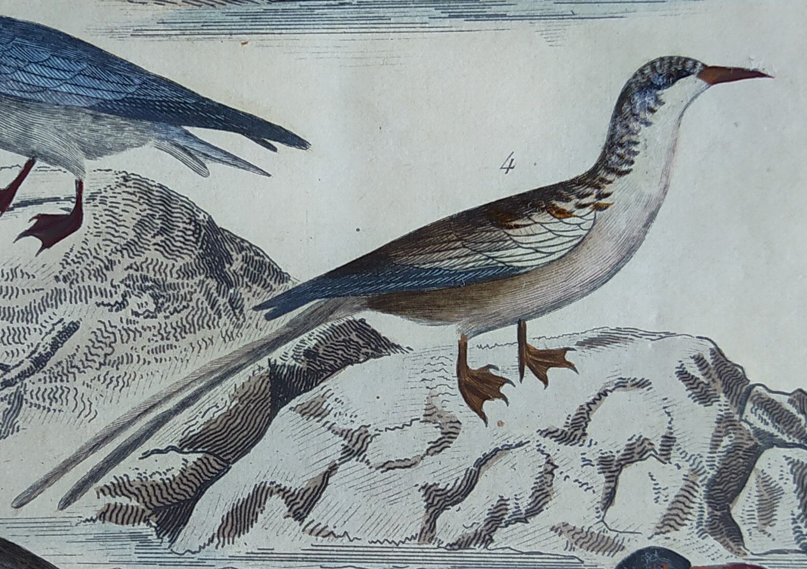 Original ornithological plate " Pelican - Cormorant - &c... Buffon (1837)