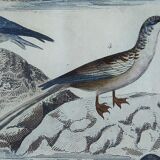 Original ornithological plate " Pelican - Cormorant - &c... Buffon (1837)