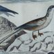 Planche ornithologique originale " Pélican - Cormoran - &c... Buffon 1837