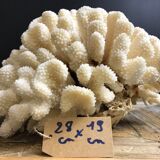 Coral cluster