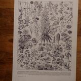 Lithographies originales sur les fleurs